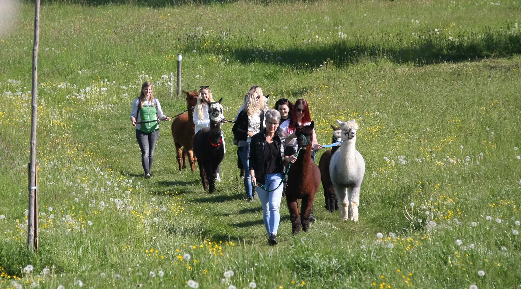 2.26_alpaka-wanderung