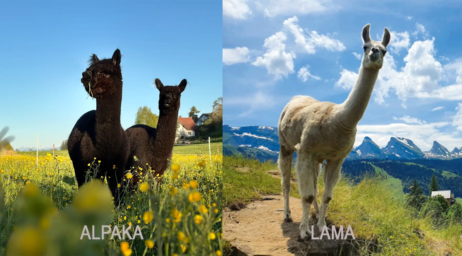 3.203_alpaka-lama